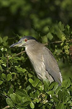 lô đề 88