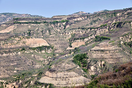 soi cau rong bach kim